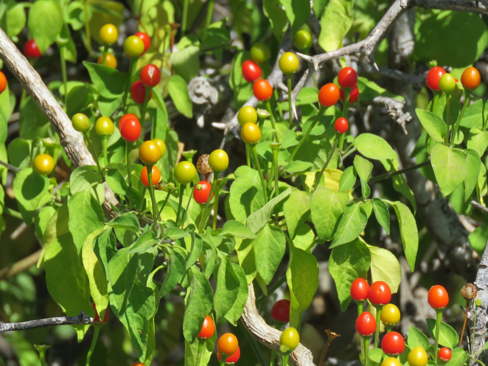 Capsicum annuum cv. 'Chiltepín'